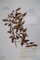 藏品(狹葉莢迷)的圖片