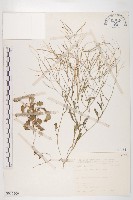 藏品(玉山筷子芥)的圖片