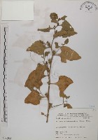 藏品(番杏)的圖片