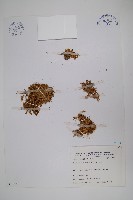 藏品(安旱草)的圖片