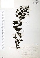 藏品(燈稱花、烏雞骨)的圖片