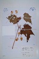 藏品(水鴨腳)的圖片