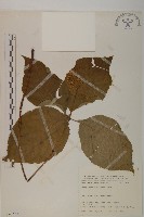 藏品(臺灣及己)的圖片