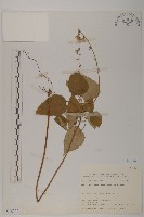 藏品(阿里山鬼督郵)的圖片