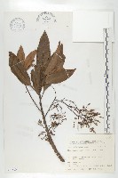 藏品(杜英、山杜英、蘭嶼杜英)的圖片