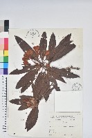 藏品(森氏杜鵑、森氏滿江紅)的圖片