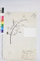 藏品(多花油柑、白仔)的圖片