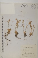 藏品(山艾)的圖片