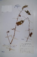 藏品(圓果秋海棠)的圖片