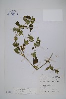 藏品(華九頭獅子草)的圖片