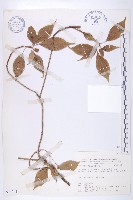 藏品(臺灣青莢葉)的圖片