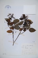 藏品(高山莢迷)的圖片