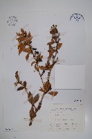 藏品(臺灣小蘗)的圖片