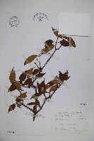 藏品(長橢圓葉莢迷)的圖片