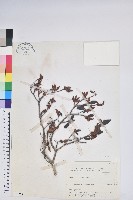 藏品(臺灣高山杜鵑)的圖片