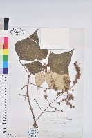 藏品(白匏子)的圖片