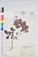 藏品(細葉饅頭果)的圖片