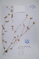 藏品(千日紅、圓仔花)的圖片