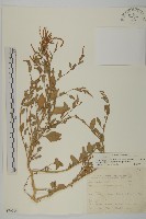 藏品(變葉藜)的圖片