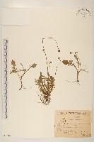 藏品(矮菊)的圖片