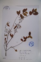 藏品(狹葉莢迷)的圖片