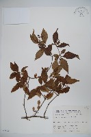 藏品(玉山糯米樹、狹葉糯米樹)的圖片