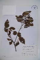 藏品(紅子莢迷)的圖片