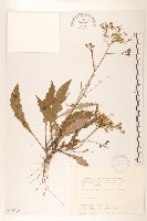 藏品(平滑苦賈菜)的圖片