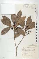 藏品(耿氏虎皮楠)的圖片