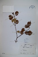 藏品(玉山糯米樹、狹葉糯米樹)的圖片