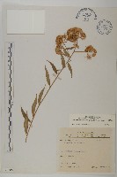 藏品(臺灣馬蘭)的圖片