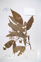 藏品(冇骨消)的圖片