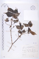 藏品(臺灣青莢葉)的圖片