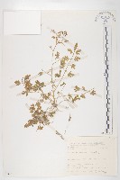 藏品(玉山筷子芥)的圖片