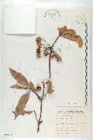 藏品(猴歡喜)的圖片