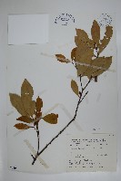 藏品(革葉冬青)的圖片