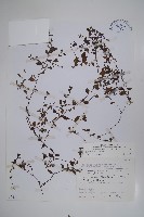 藏品(細纍子草)的圖片