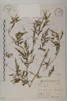 藏品(豬草)的圖片