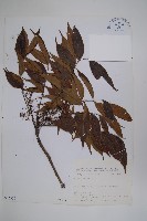 藏品(木蠟樹、山漆)的圖片