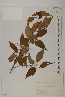 藏品(佩羅特木)的圖片