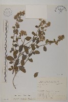 藏品(柔毛艾納香)的圖片