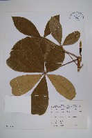 藏品(馬拉巴栗、大果木棉)的圖片