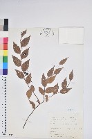 藏品(白珠樹)的圖片