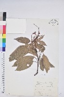 藏品(粗糠柴)的圖片