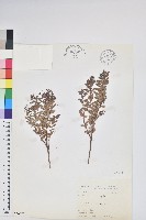 藏品(高山白珠樹)的圖片