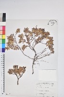 藏品(高山白珠樹)的圖片