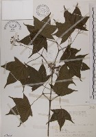 藏品(青楓)的圖片