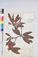 藏品(西施花、青紫木)的圖片