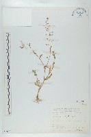 藏品(獨行菜)的圖片