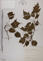 藏品(臺灣紅榨槭)的圖片